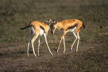 Naklejka na ściany i meble Two Thomson gazelle fighting on grassy plain