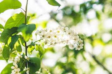 spring flowering bird cherry. flowering bird cherry branch