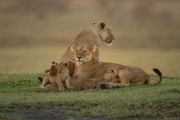Fototapeta na wymiar Two lionesses lie and sit with cubs