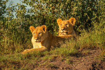 Two lionesses lie by bushes facing left