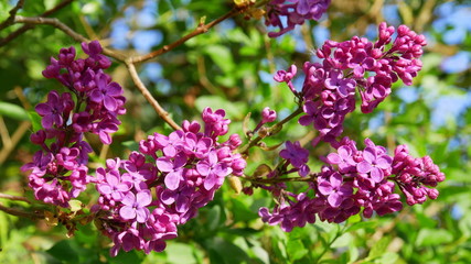 Flieder, Blütenzweig bzw Blütenstände als Nahaufnahme, lila