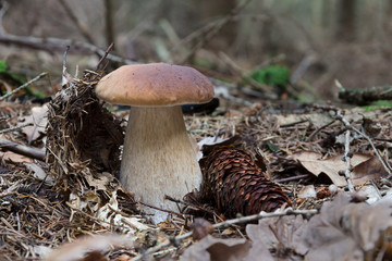 Boletus Edulis Bull (Boletus Edulis)