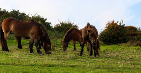 Horse family, animal background, Dover.