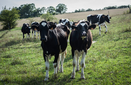 duo de vaches dans un pr&eacute;