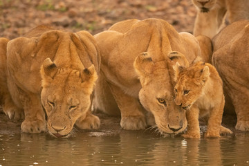 Two lionesses lie drinking water by cub