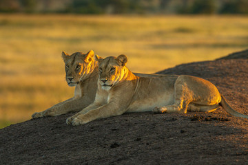 Two lionesses lie on bank at sunrise