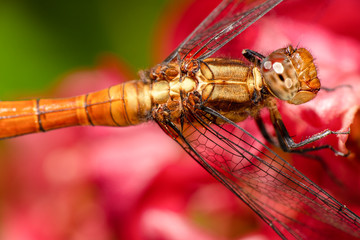 Closeup of a Dragonfly, scientific name is Anisoptera