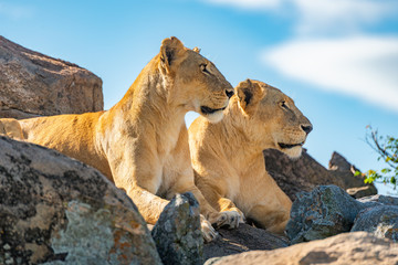 Fototapeta na wymiar Two lionesses lie together looking over rocks