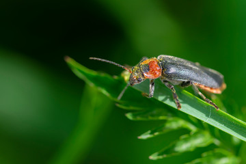 insecte