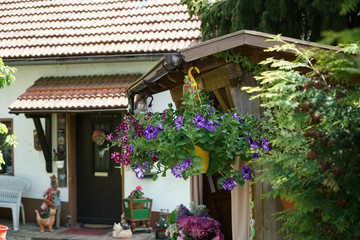 Fototapeta na wymiar Geraniums and petunias are easy-care plants and are particularly suitable as potted plants to beautify the house