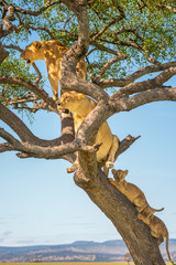 Two lionesses sitting in tree with cubs