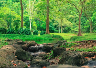 seethawaka park, tree and water,sri lanka