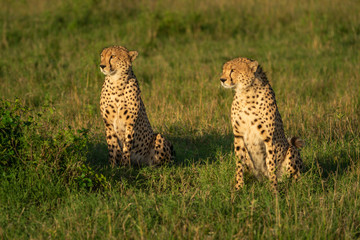 Two male cheetah sit side-by-side in grass