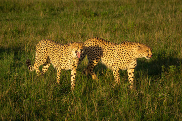 Two male cheetah walk through long grass