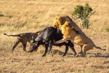 Two male lion attack buffalo by another