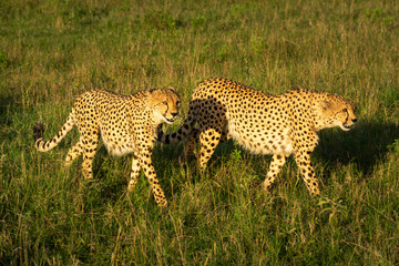 Two male cheetah walk through sunlit grassland