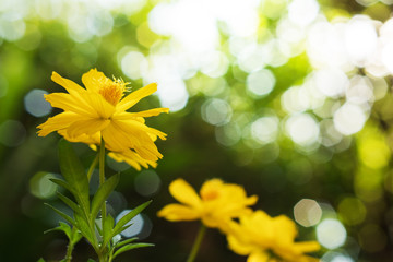 Mexican Aster, Cosmos, Cosmea