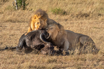 Two male lion feed on Cape buffalo