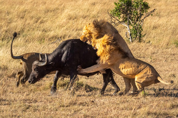 Two male lion attack buffalo near another