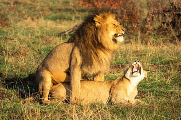 Two mating lions growl at each other