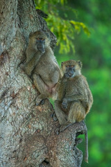 Two olive baboons in tree facing camera