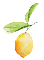 Watercolor lemon with branch and leaves. Painted plants on a white background. Botanical illustration for design and decoration, postcards and packaging.