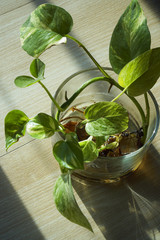 Growing an indoor money plant in transparent glass vase    