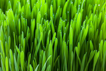 Fototapeta na wymiar Fresh raw natural wheatgrass leaves, ready for harvesting and turning into green juice. Juicing for health and vitality. 
