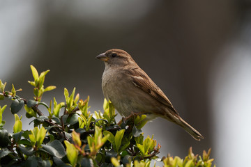 House sparrow perched on a tree branch