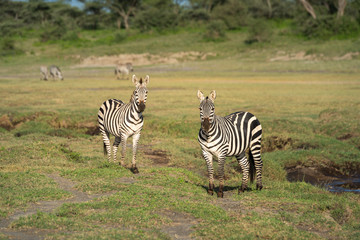 Fototapeta na wymiar Two plains zebra beside river face camera