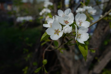 Flowering pears in spring close-up.