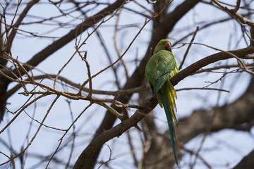Green parrot bird on tree branch, outdoors