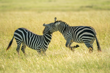 Fototapeta na wymiar Two plains zebra fighting in long grass