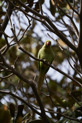 Green parrot bird on tree branch, outdoors