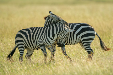 Fototapeta na wymiar Two plains zebra play fighting in grass