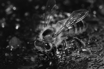 bee 