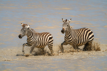 Fototapeta na wymiar Two plains zebra splash through muddy lake