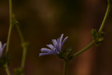 Common chicory (Cichorium intybus) - A nonnative plant with a long history serving humans.