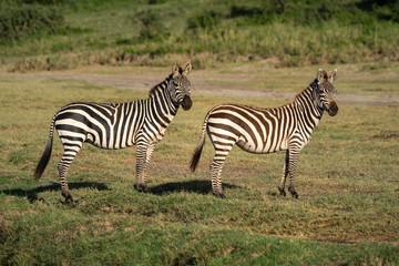Fototapeta na wymiar Two plains zebra stand mirroring each other