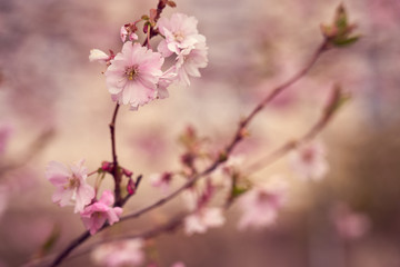Fototapeta na wymiar Branch of pink apple blossoms with blurred background bokeh. Copy space.