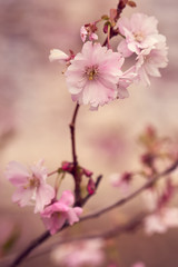 Branch of pink apple blossoms with blurred background bokeh.