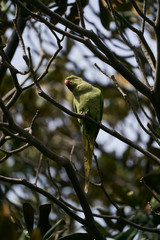 Green parrot bird on tree branch, outdoors
