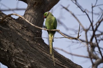 Green parrot bird on tree branch, outdoors