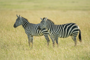 Two plains zebra standing in tall grass - obrazy, fototapety, plakaty