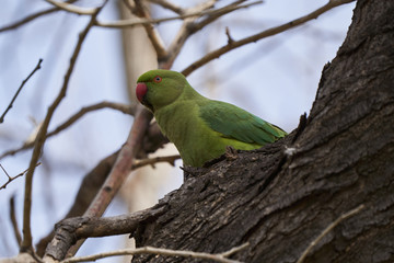 Green parrot bird on tree branch, outdoors