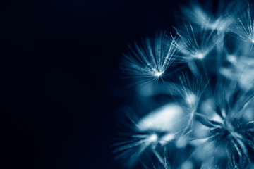 Dandelion tranquil abstract closeup art background.