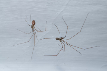 Pholcus phalangioides. Male and female long-legged spider.