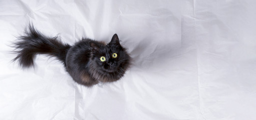black cat sits on a white surface and looks up, top view