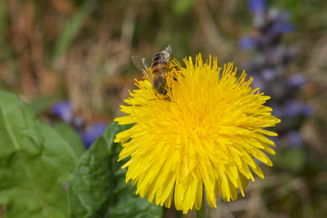 Yellow Taraxacum flower head and bee collecting pollen