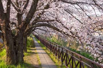 Fototapeta premium 京都 天神川の桜並木